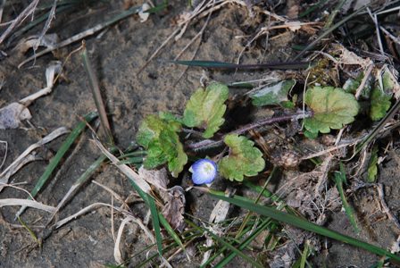Un dubbio improvviso - Veronica cfr. persica